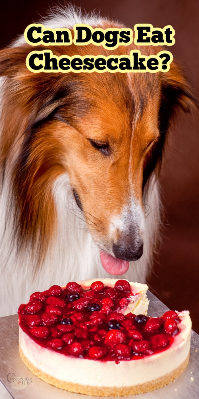 Dog looking at whole cheesecake. Text overlay at top that says Can Dogs Eat Cheesecake