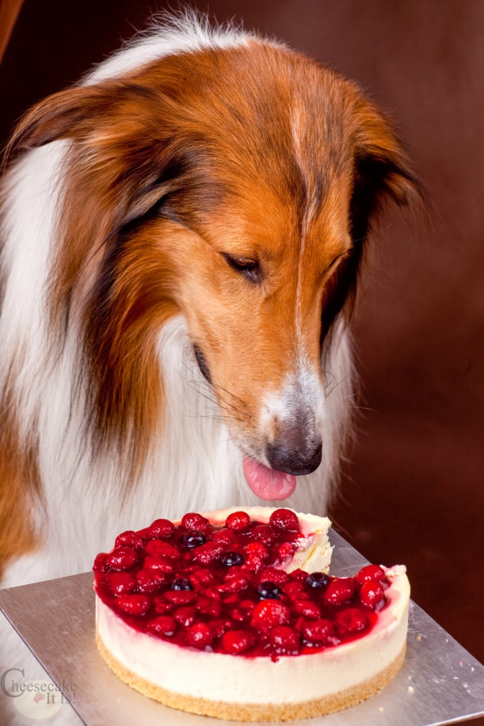 Dog looking at whole cheesecake and licking lips